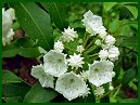 Mountain Laurel