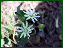 Mouse-eared Chickweed