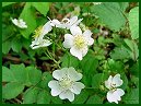 Multiflora Rose