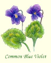 Common Blue Violet