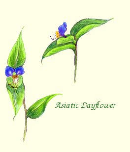 Asiatic Dayflower 
