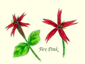 Fire Pink