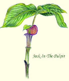 Jack-In-The-Pulpit