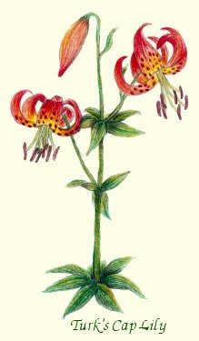 Turk's Cap Lily