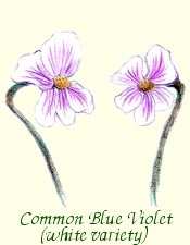 Common Blue Violet (white variety)