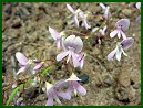 Naked-Flowered Tick-Trefoil