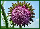 Nodding Thistle