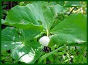 Nodding Trillium