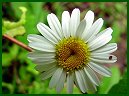 Oxeye Daisy