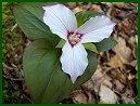 Painted Trillium