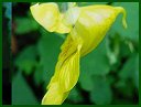Pale Touch-Me-Not (or Pale Jewelweed)