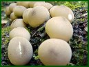 Pear Shape Puffball