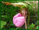 Pink Lady's Slipper