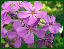 Pink Phlox