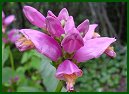 Pink Turtlehead