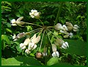 Poke Milkweed