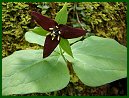 Purple Trillium (WakeRobin)