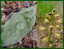 Puttyroot or Adam-and-Eve Orchid