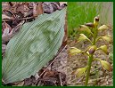 Puttyroot or Adam-and-Eve Orchid