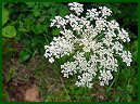 Queen Anne's Lace