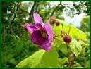 Purple-flowering Raspberry