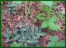 Rattlesnake Plantain