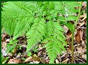 Rattlesnake Fern