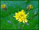 Rattlesnake Weed