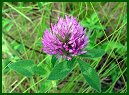 Red Clover