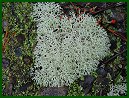 Reindeer Moss