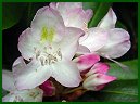 Rosebay Rhododendron