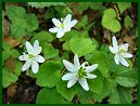 Rue Anemone