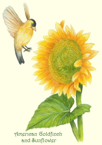 American Goldfinch and Sunflower