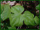 Sharp-lobed Hepatica (not blooming)