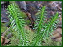 Shining Clubmoss