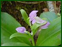 Showy Orchis