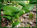 Solomon's Seal