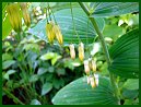 Solomon's Seal variety