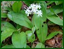 Speckled Wood Lily