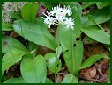 Speckled Wood Lily