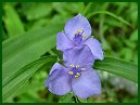 Spiderwort