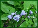 Spiked Lobelia