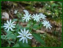 Star Chickweed