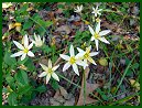 Star-of-Bethlehem