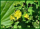 Common St. Johns Wort