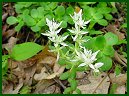 Wild Stonecrop