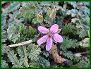 Storksbill