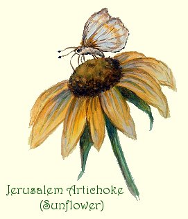 Jerusalem Artichoke Sunflower