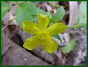 Swamp Buttercup