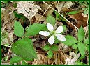 Swamp Dewberry